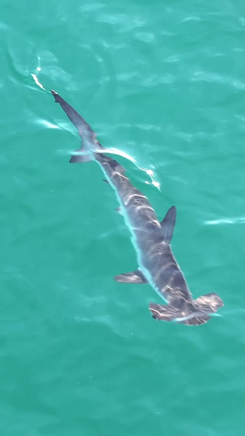 New Zealand shark