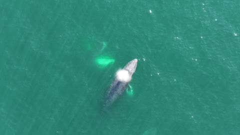 Whale from above