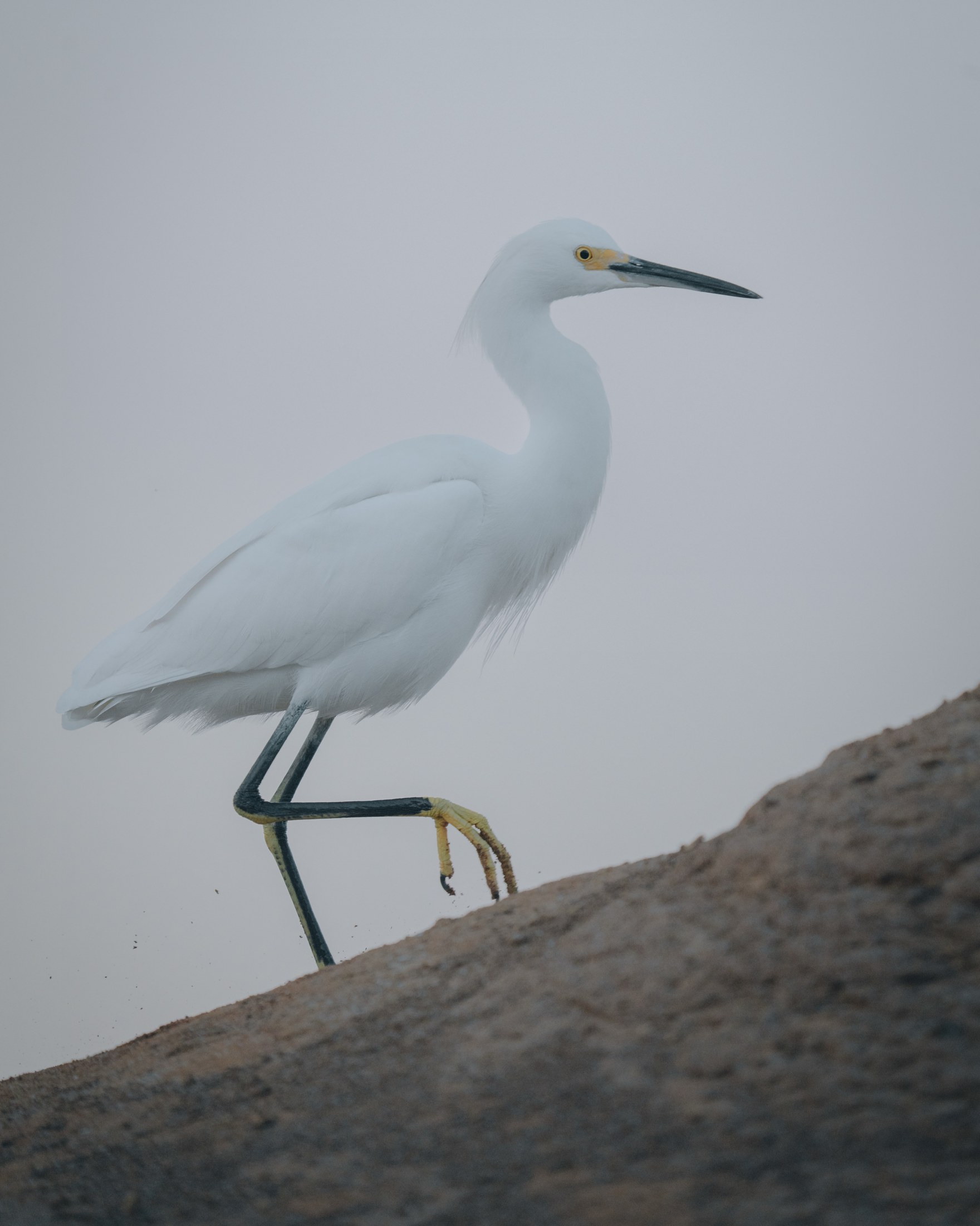 Photograph 01 by Goldenberg Photos