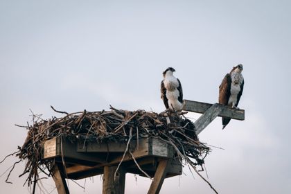 Land Animals photograph by Goldenberg Photos