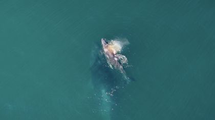 Ocean Wildlife photograph by Goldenberg Photos