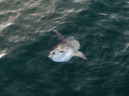 Ocean Wildlife photograph by Goldenberg Photos