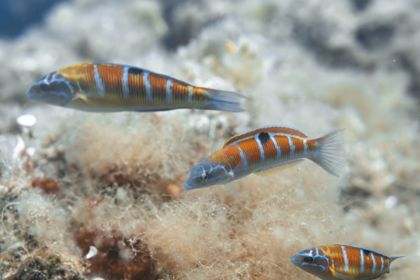 Ocean Wildlife photograph by Goldenberg Photos