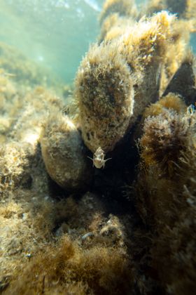 Ocean Wildlife photograph by Goldenberg Photos
