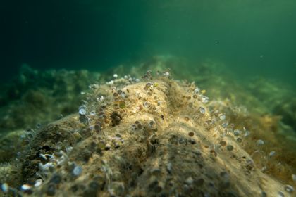 Ocean Wildlife photograph by Goldenberg Photos