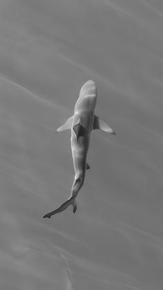 Ocean Wildlife photograph by Goldenberg Photos
