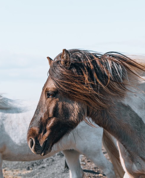 Horse with a windswept mane