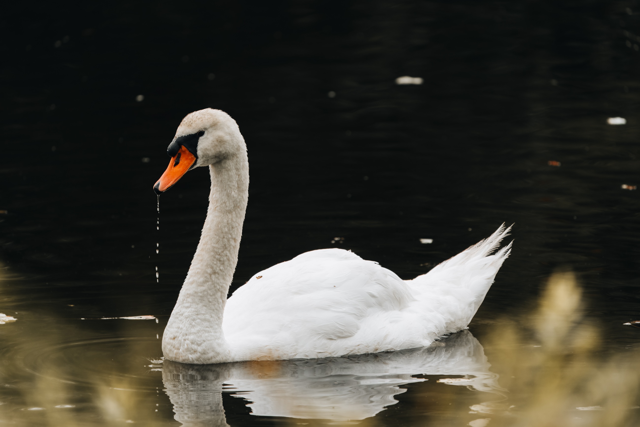 Swan on dark water