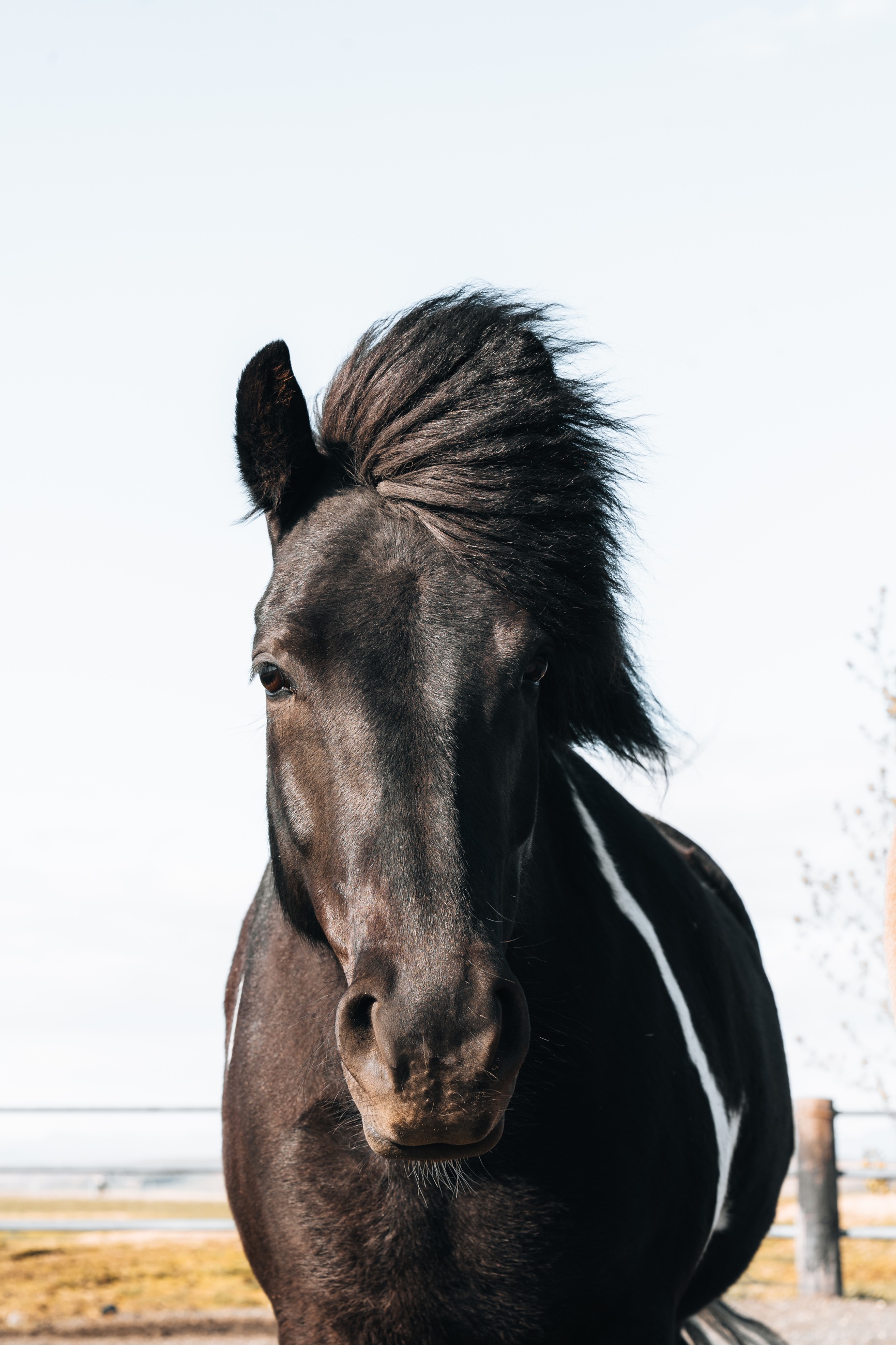 Black horse facing the camera