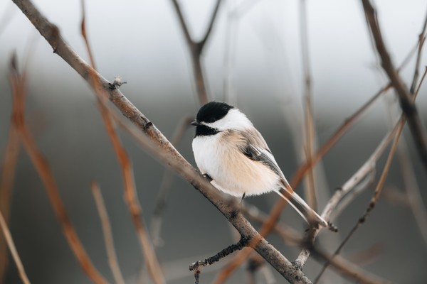 Small bird perched on a branch
