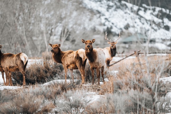 Elk in a snowy landscape