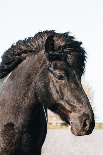 Close-up of a black horse