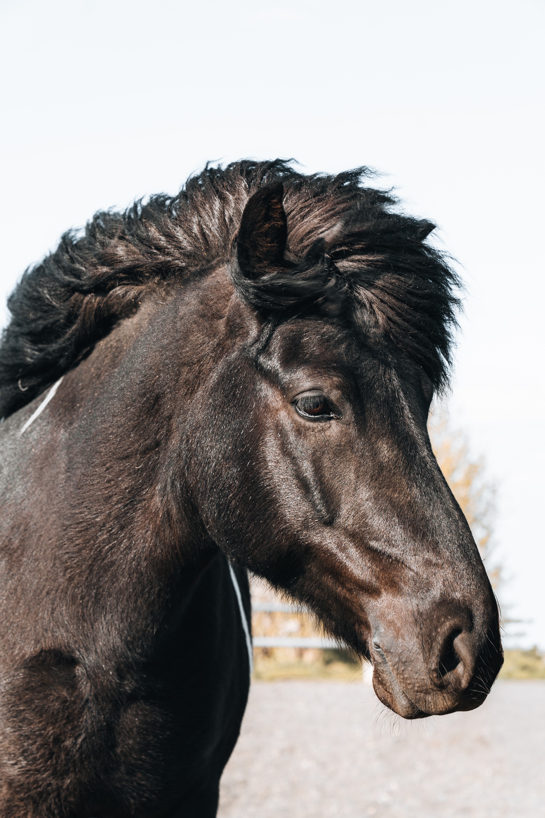 Close-up of a black horse