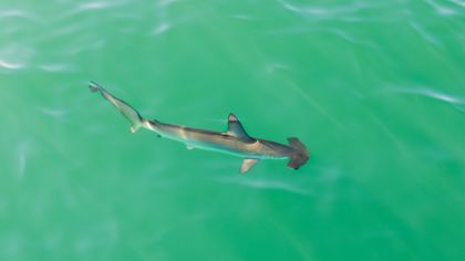 Ocean Wildlife photograph by Goldenberg Photos