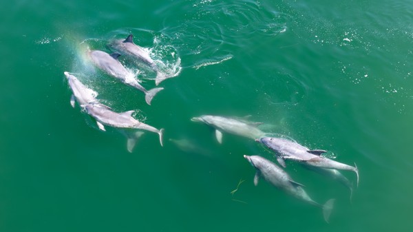 Dolphins swimming together