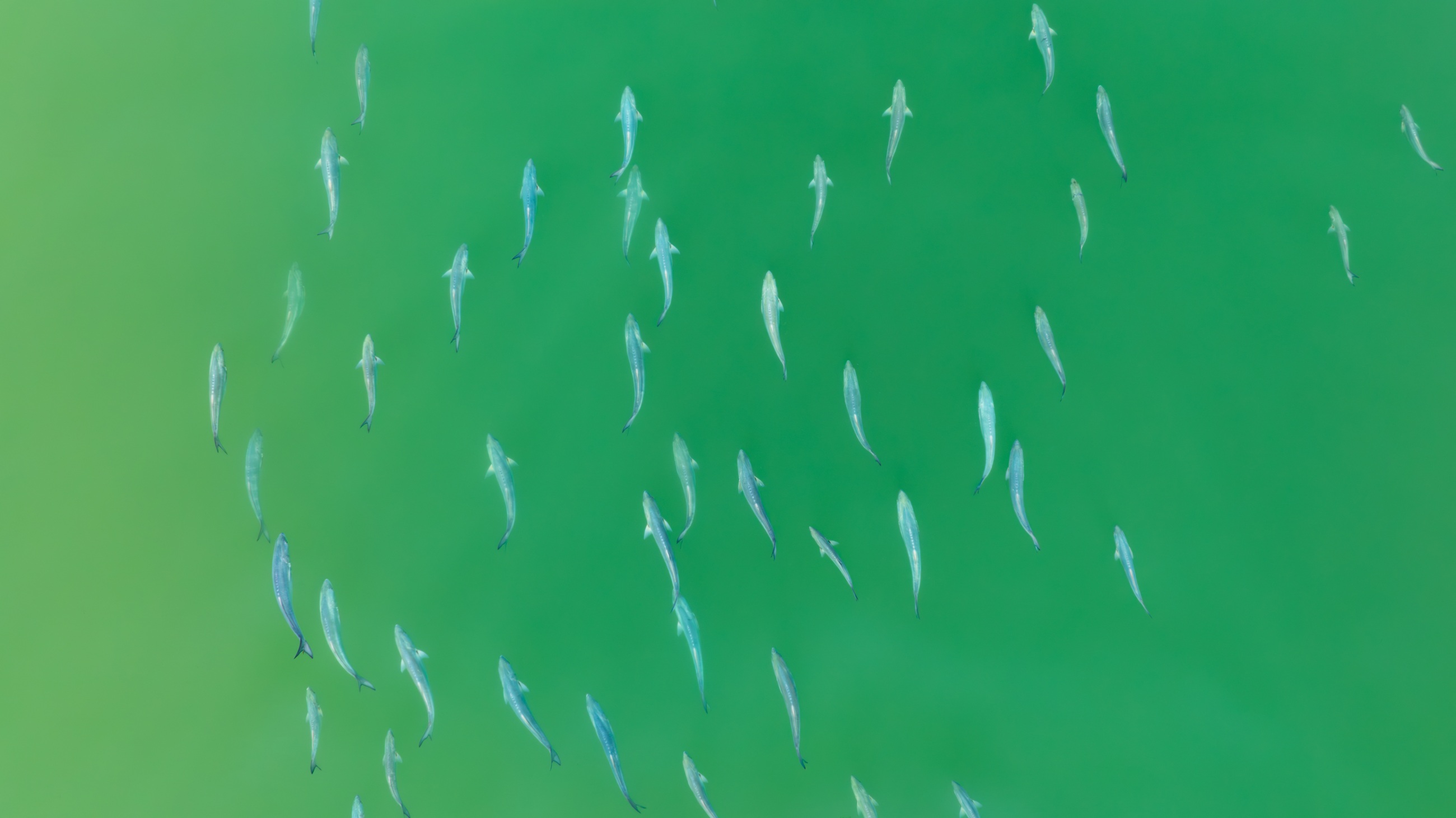 A pod of dolphins seen from above