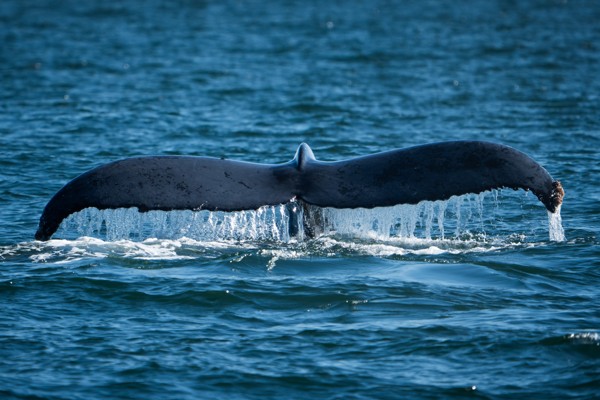 Whale tail above the ocean