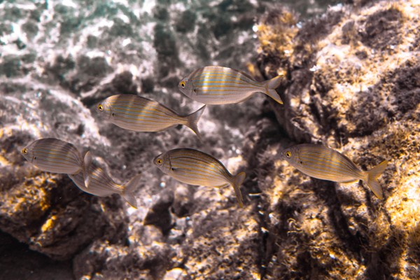 Fish swimming beside underwater rocks