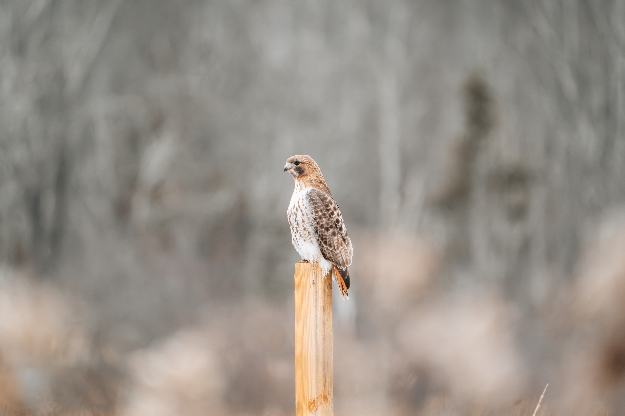 Hawk perched on a post