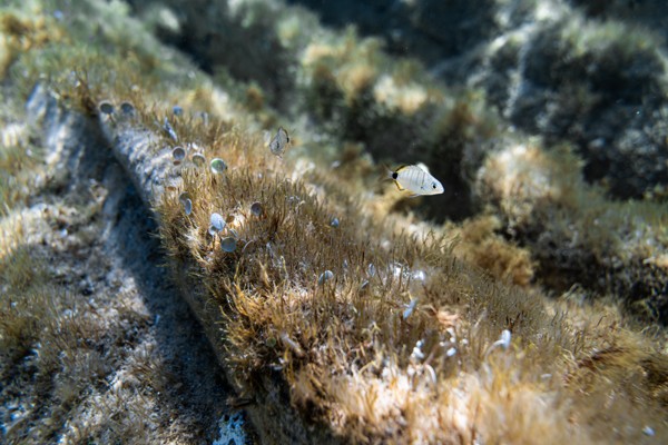 Small fish among underwater plants