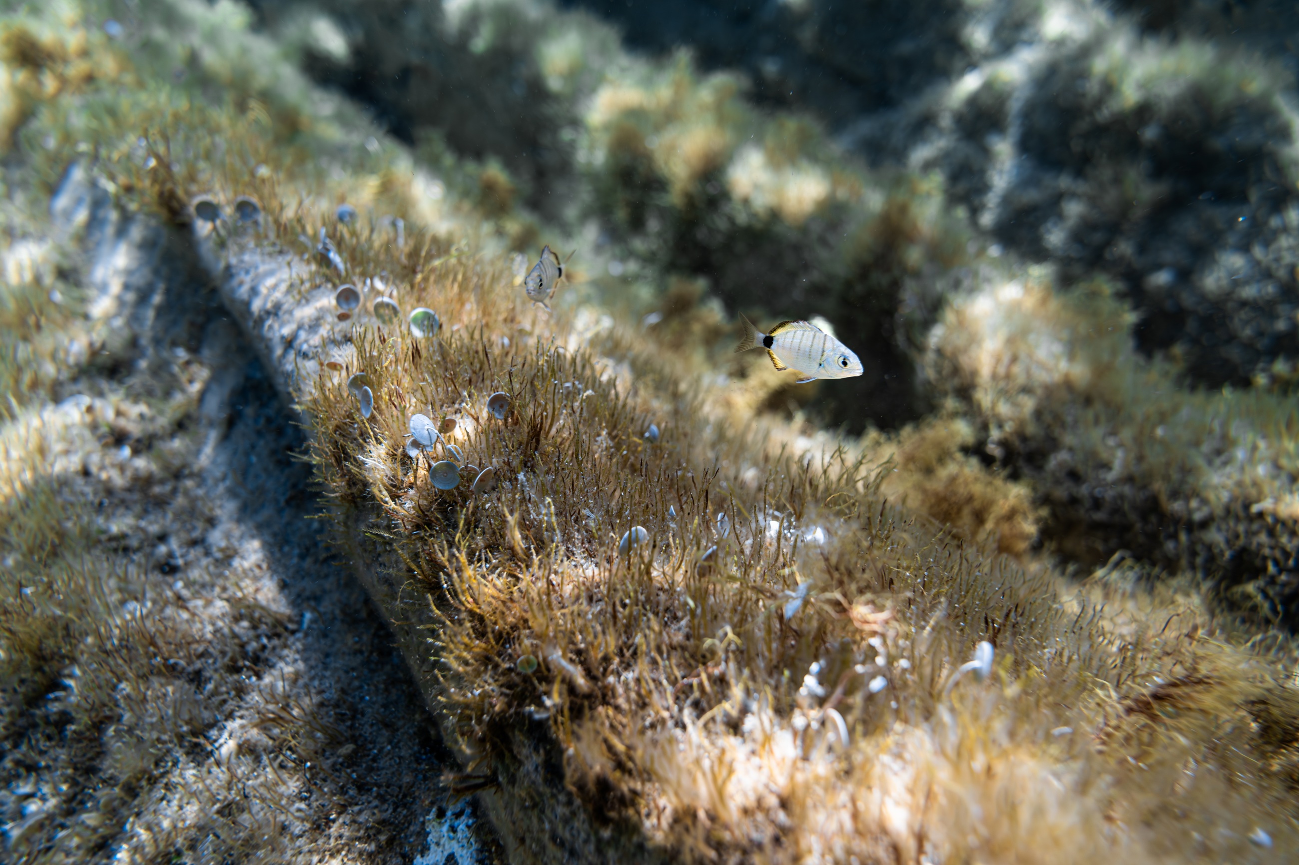 Small fish among underwater plants