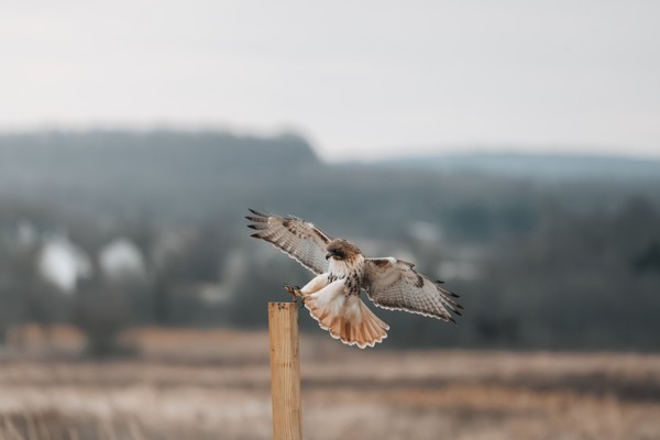 Hawk spreading its wings