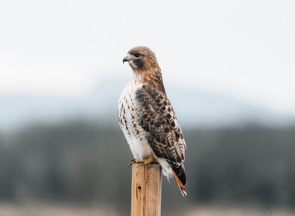 Hawk portrait