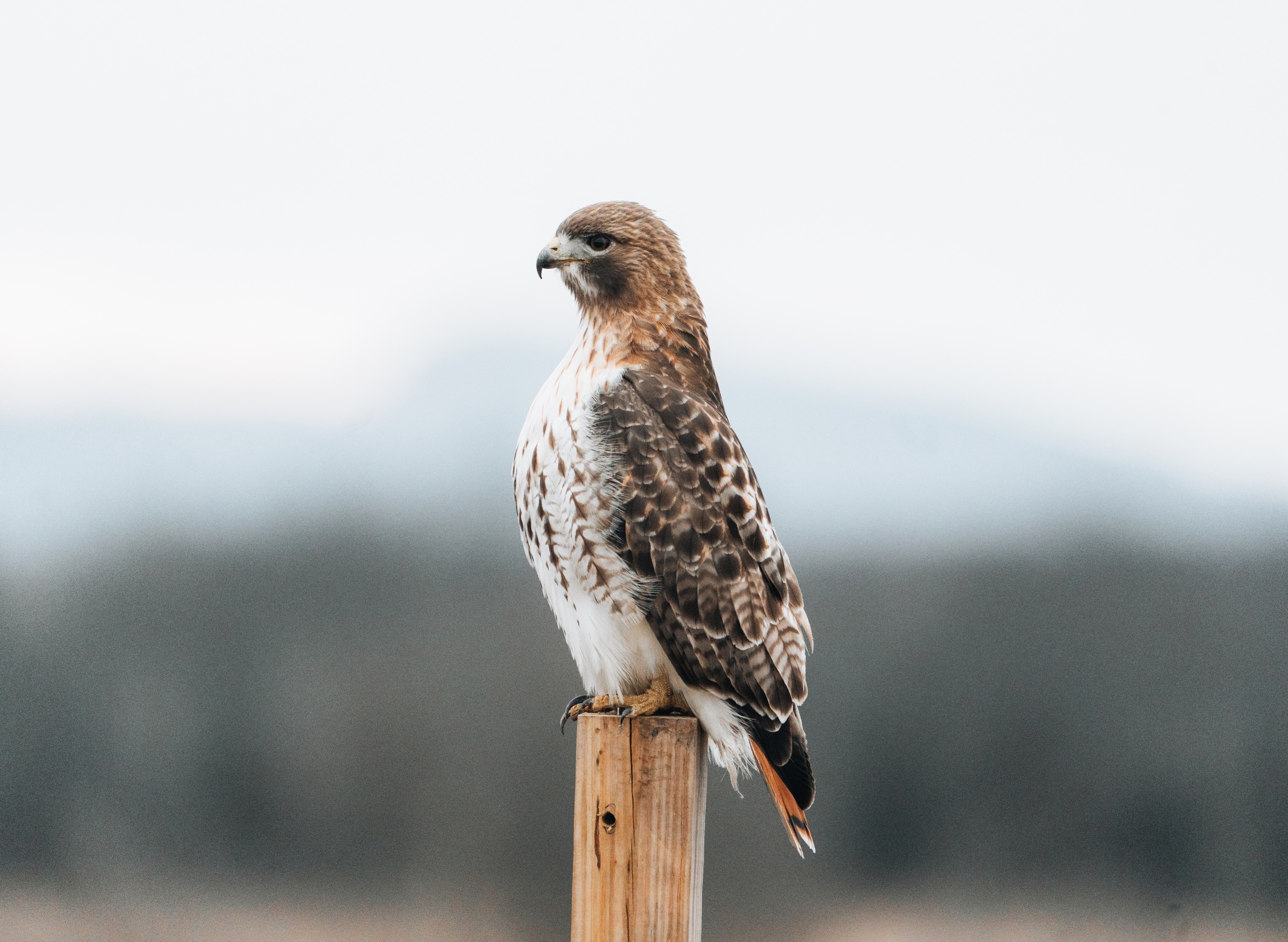 Hawk portrait