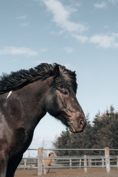 Horse in the paddock