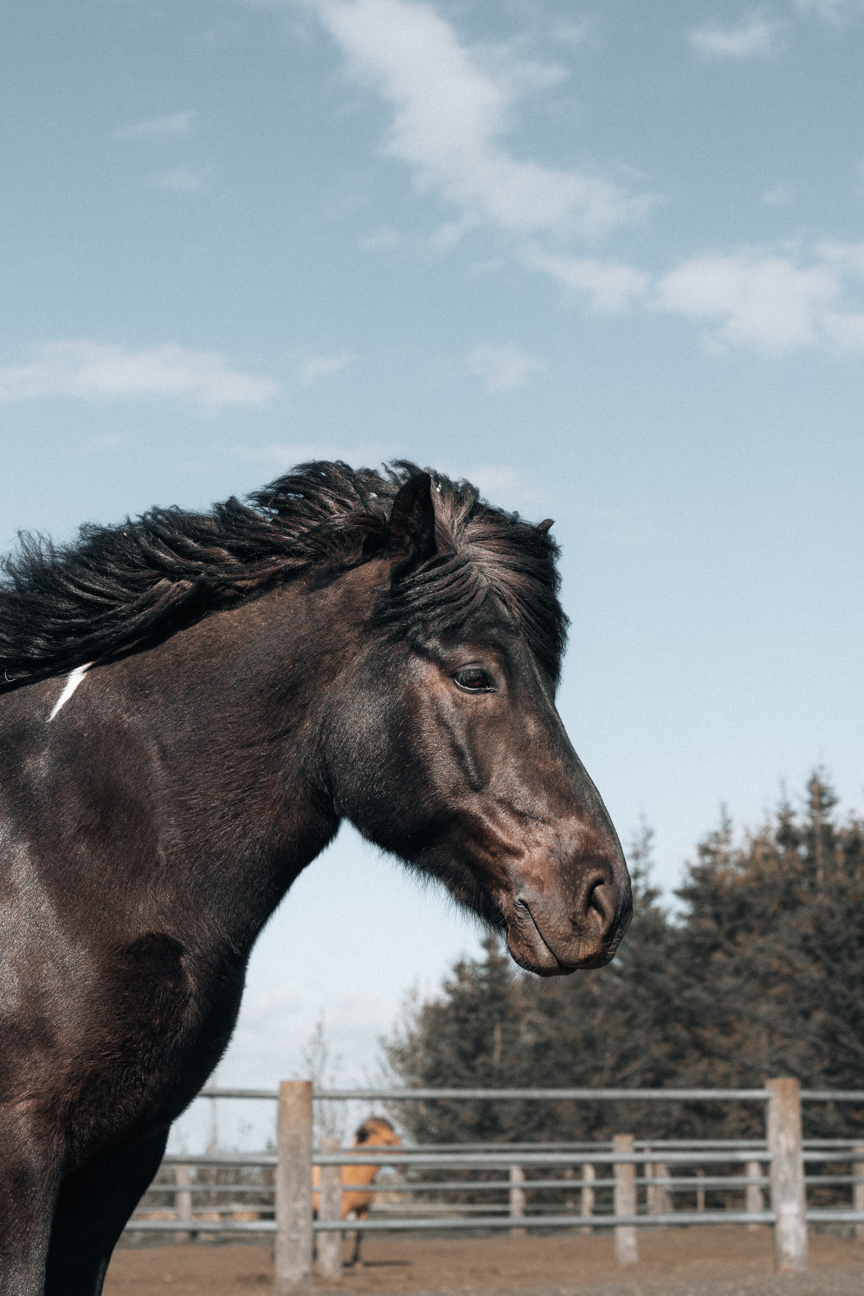 Horse in the paddock