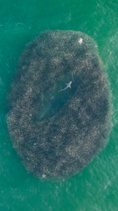 Ocean Wildlife photograph by Goldenberg Photos