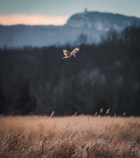 Bird flying over a field