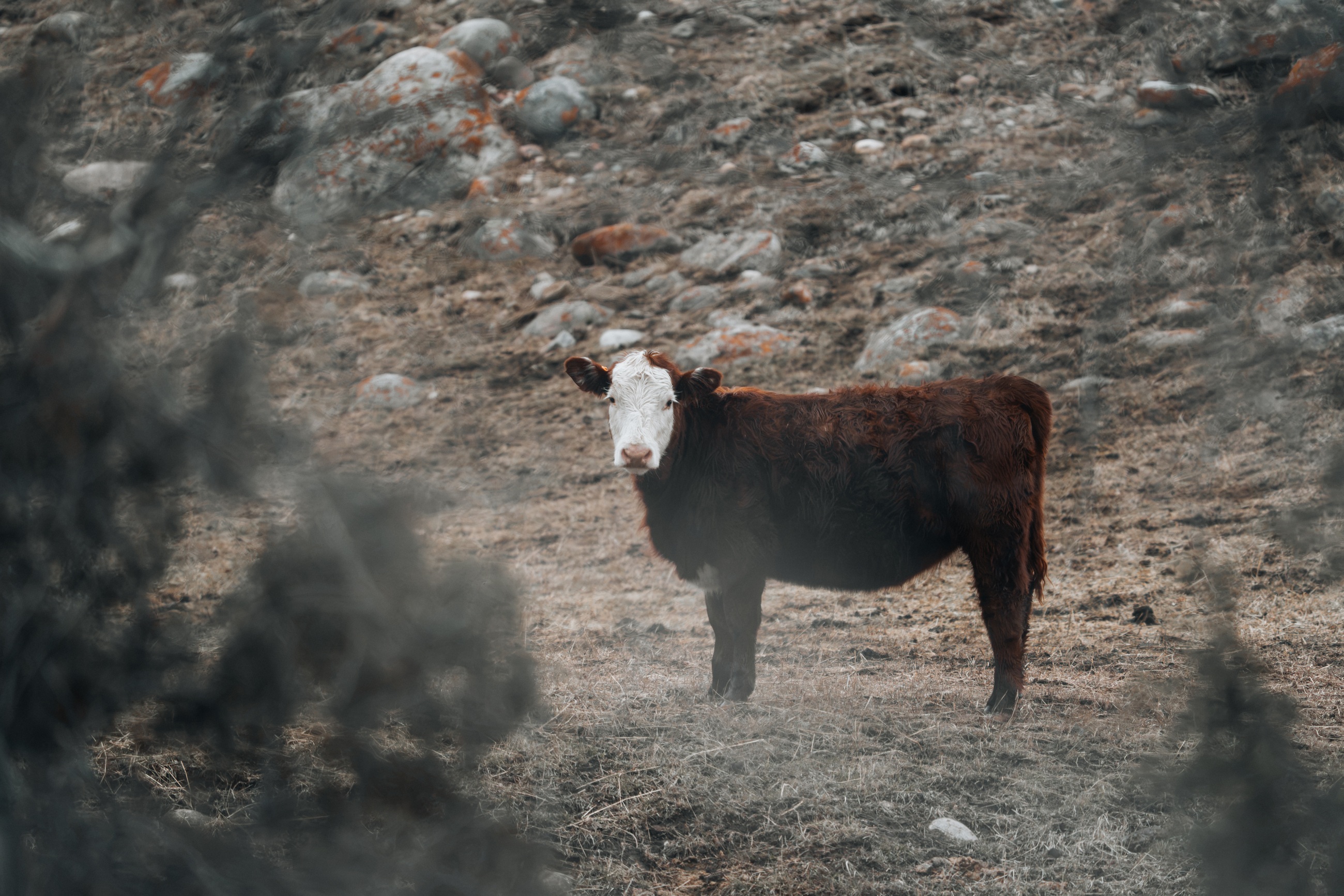 Cow beside a hillside
