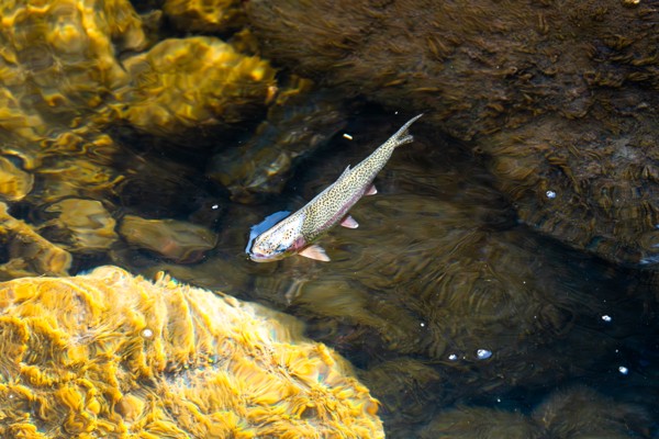 Fish in clear water
