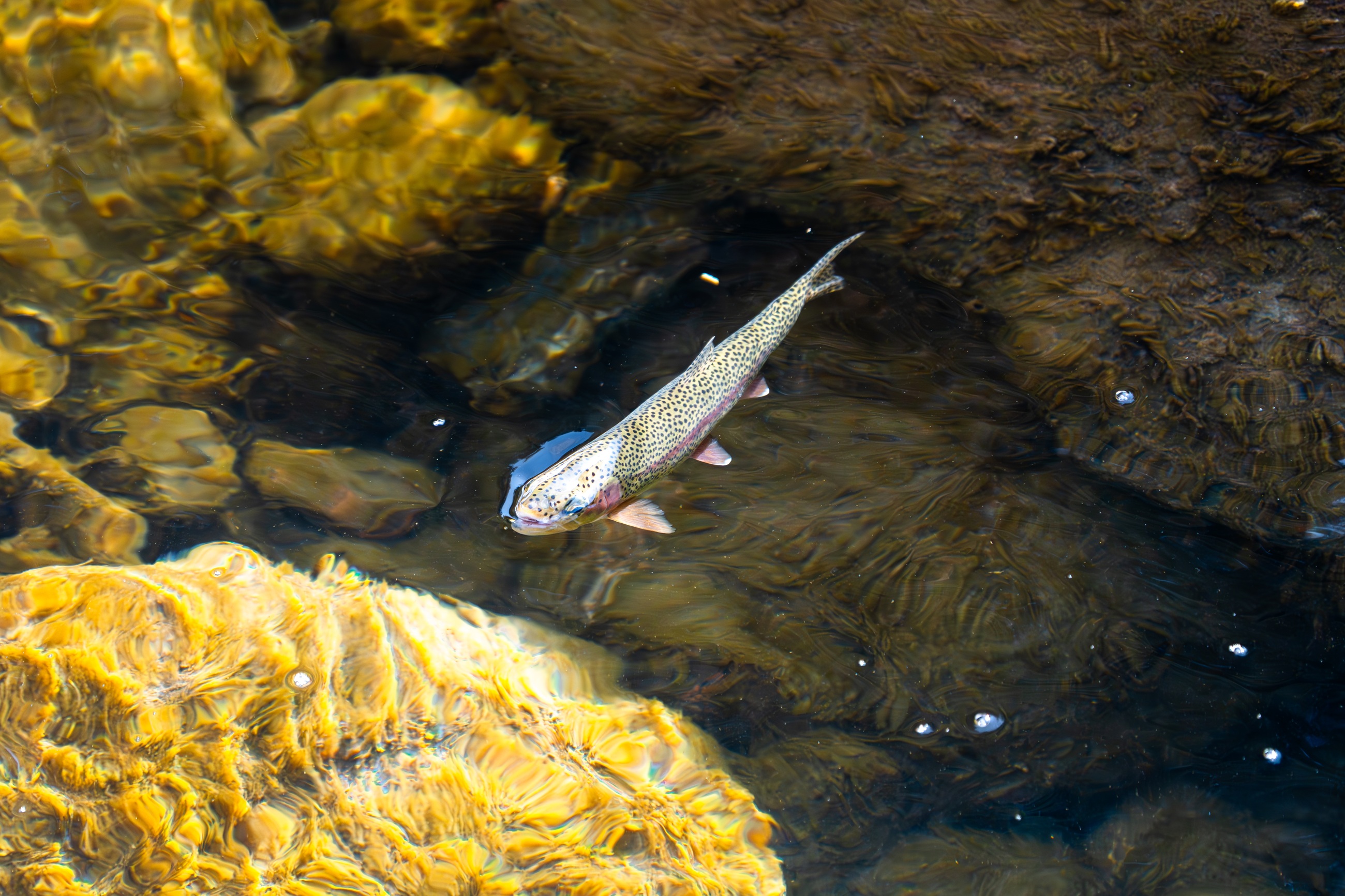 Fish in clear water