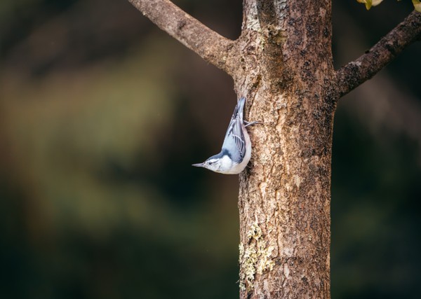 Bird perched upside down on a tree trunk