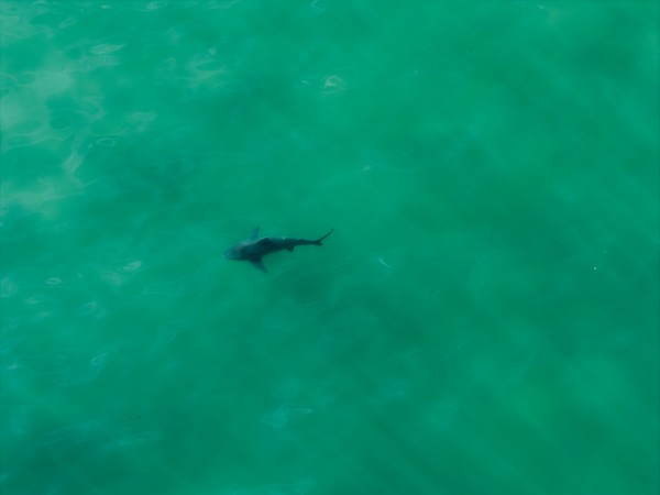 Shark swimming through turquoise water