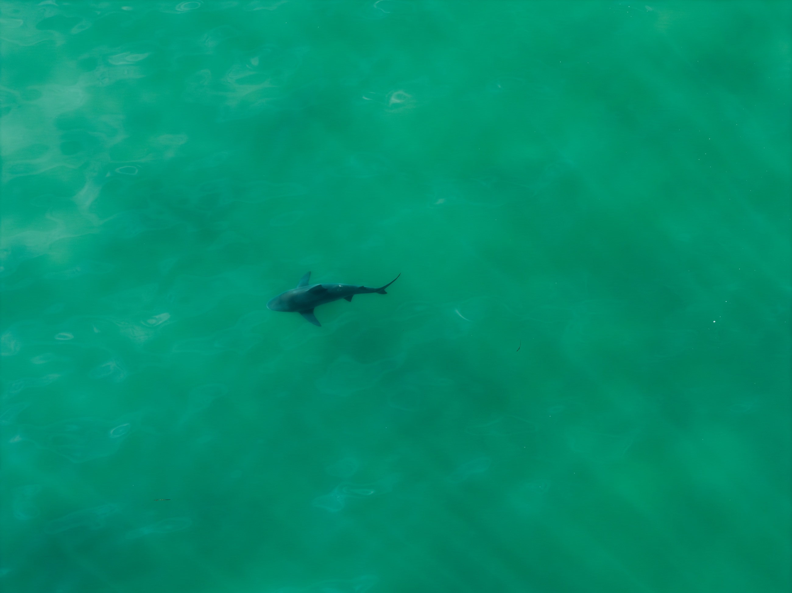 Shark swimming through turquoise water