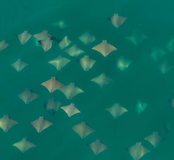 A school of rays seen from above