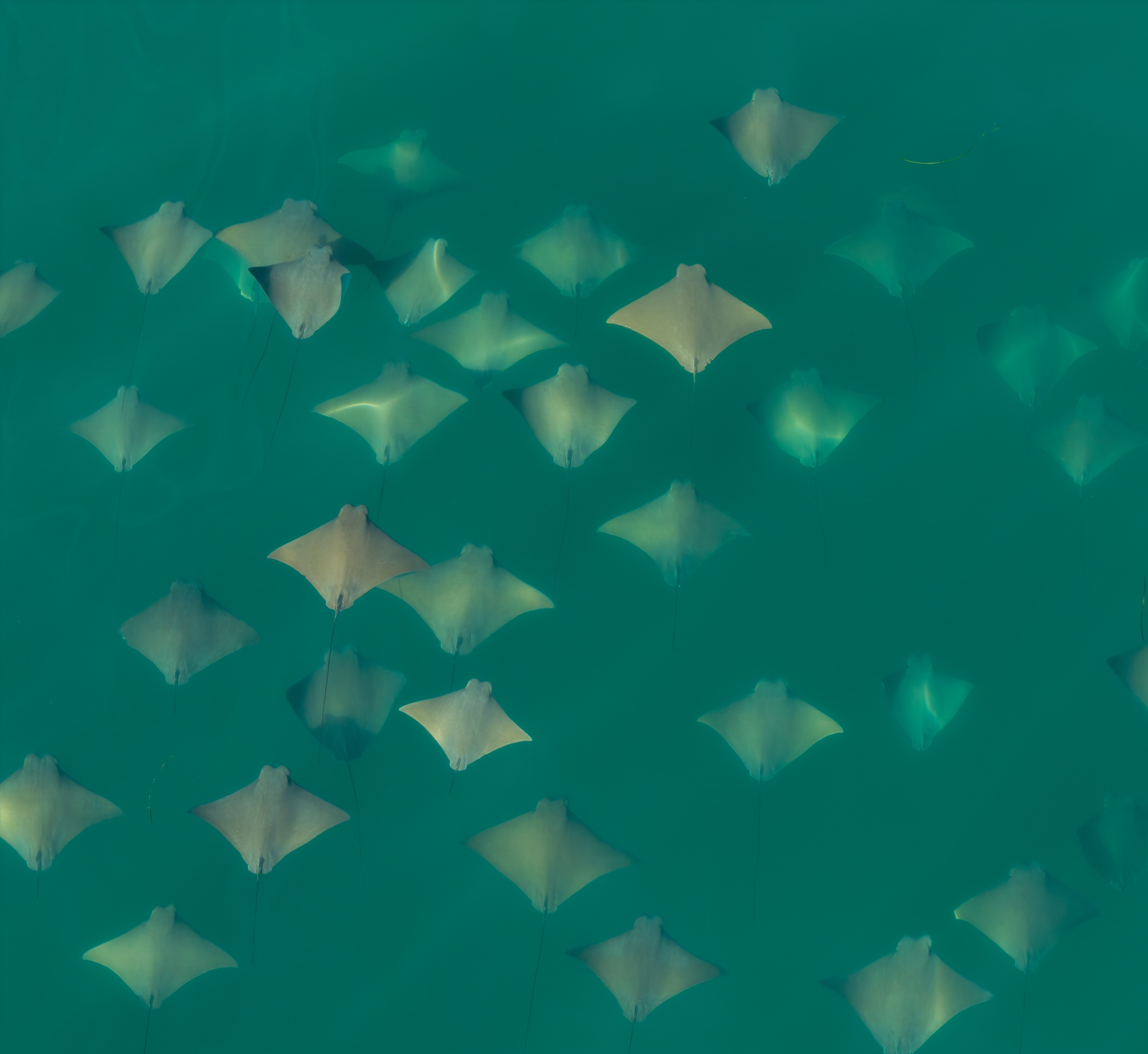 A school of rays seen from above