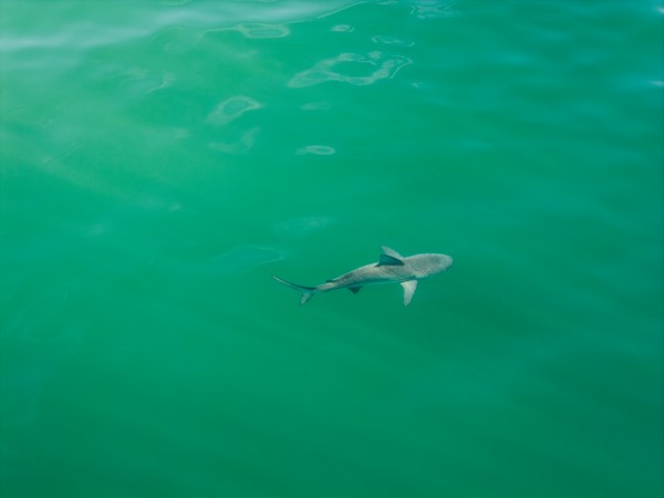 Shark beneath the green ocean surface