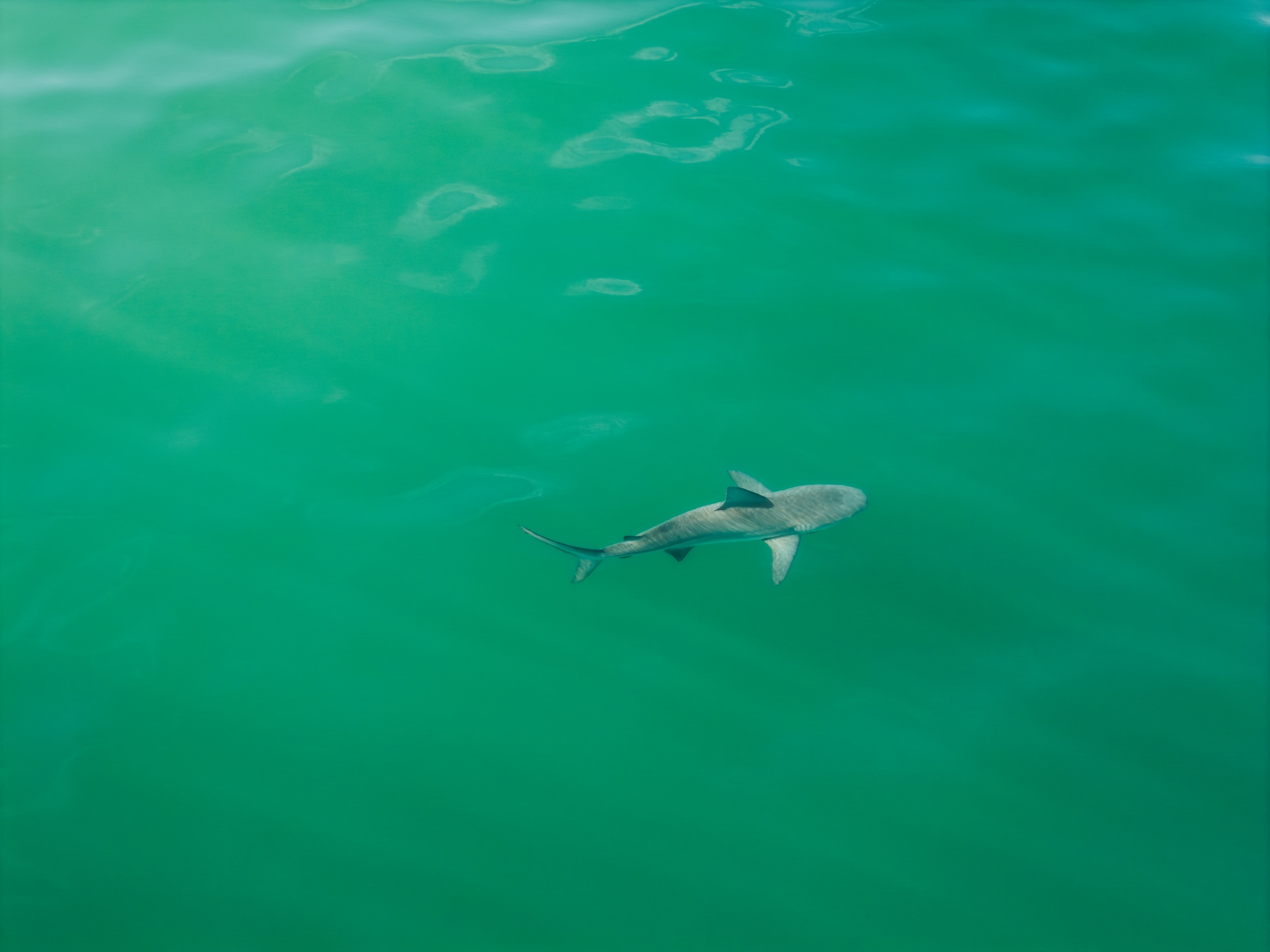 Shark beneath the green ocean surface