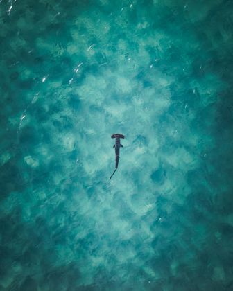 Ocean Wildlife photograph by Goldenberg Photos