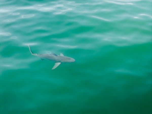 Shark swimming below rippling turquoise water