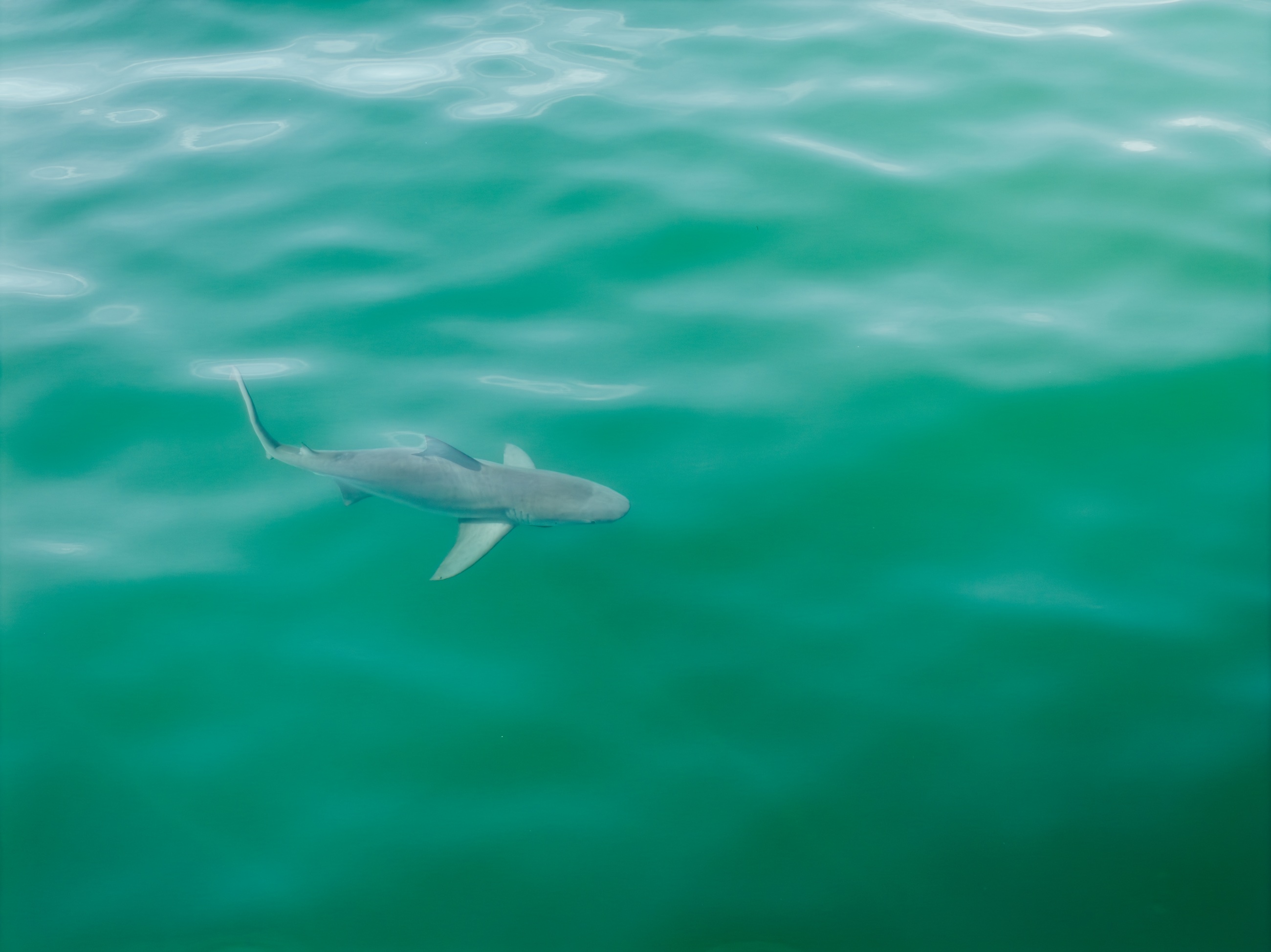 Shark swimming below rippling turquoise water