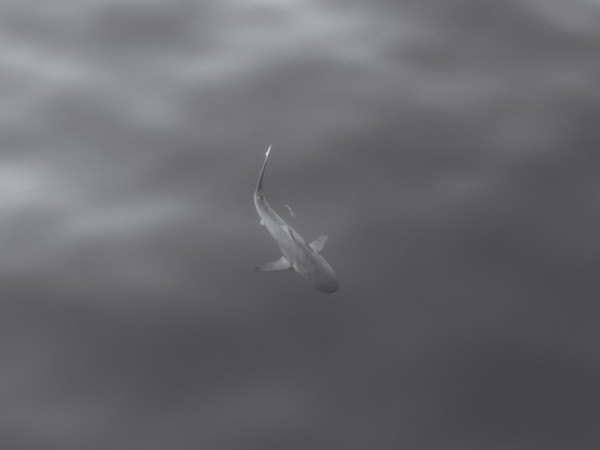 Shark turning beneath a gray ocean surface