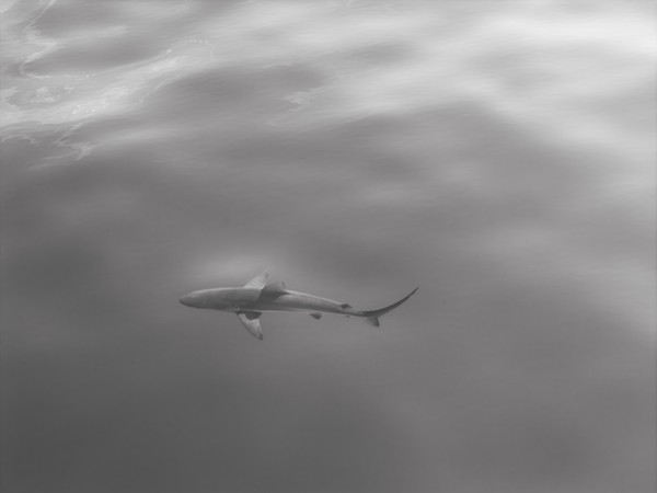 Shark seen from above in silvery water
