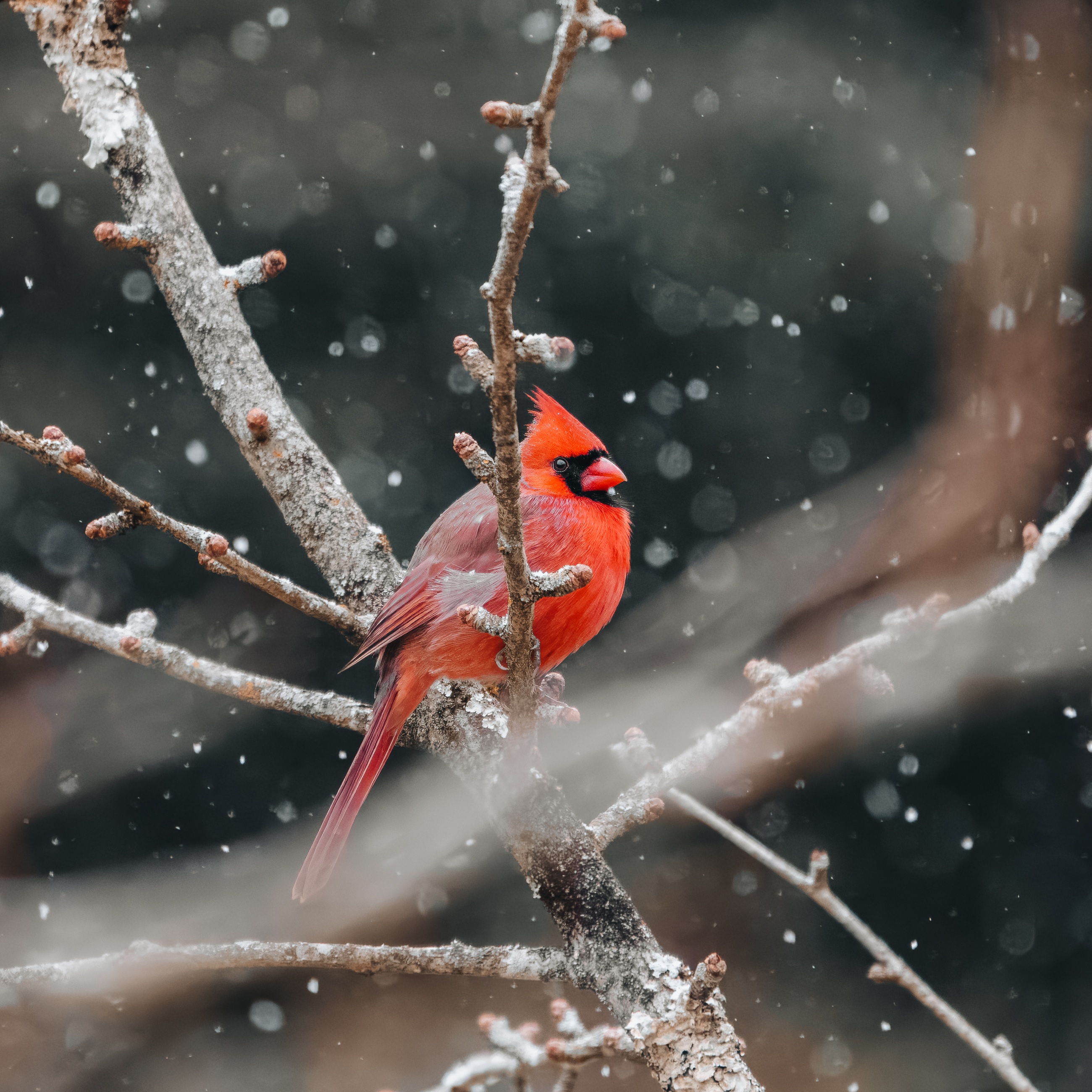 Red cardinal perched among snowy branches