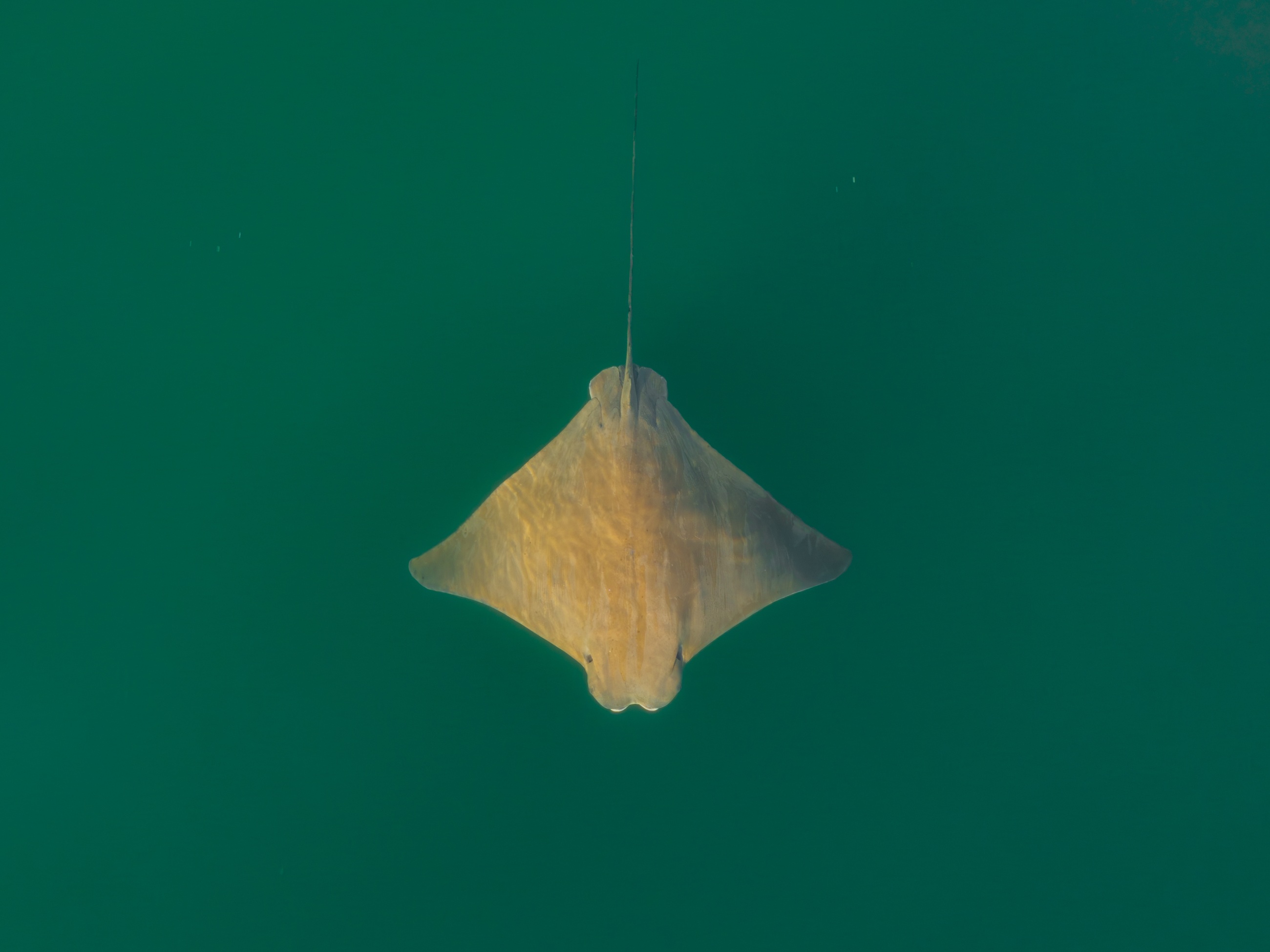 Ray gliding beneath deep green water