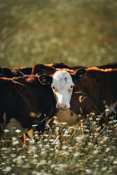 Cows standing among wildflowers in warm evening light